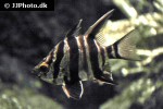 enoplosus armatus enoplosus armatus