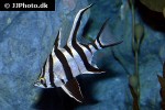 enoplosus armatus enoplosus armatus