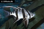 enoplosus armatus enoplosus armatus