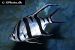 enoplosus armatus enoplosus armatus
