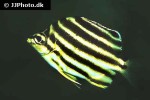 microcanthus strigatus microcanthus strigatus