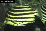 microcanthus strigatus microcanthus strigatus