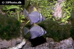 monodactylus argenteus monodactylus argenteus
