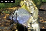 monodactylus argenteus monodactylus argenteus
