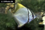 monodactylus argenteus monodactylus argenteus