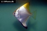 monodactylus argenteus monodactylus argenteus