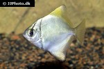 monodactylus argenteus monodactylus argenteus