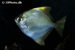 monodactylus argenteus monodactylus argenteus