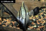 monodactylus sebae monodactylus sebae