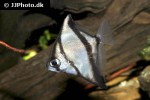 monodactylus sebae monodactylus sebae