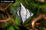 monodactylus sebae monodactylus sebae