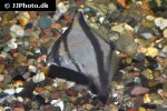 monodactylus sebae monodactylus sebae