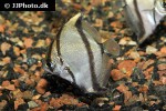 monodactylus sebae monodactylus sebae