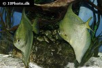 monodactylus sebae monodactylus sebae