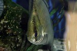 monodactylus sebae monodactylus sebae
