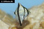 monodactylus sebae monodactylus sebae