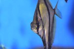 monodactylus sebae monodactylus sebae