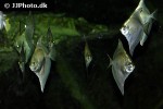 monodactylus sebae monodactylus sebae