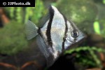 monodactylus sebae monodactylus sebae