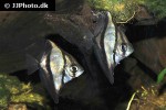 monodactylus sebae monodactylus sebae