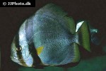 platax boersii platax boersii