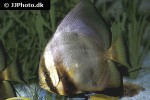 platax orbicularis platax orbicularis