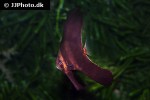 platax orbicularis platax orbicularis