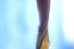 platax orbicularis platax orbicularis