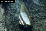 platax orbicularis platax orbicularis