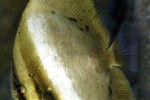 platax orbicularis platax orbicularis
