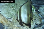 platax orbicularis platax orbicularis
