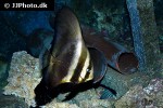 platax orbicularis platax orbicularis