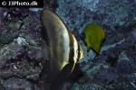 platax orbicularis platax orbicularis