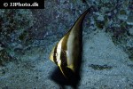platax orbicularis platax orbicularis