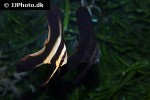 platax orbicularis platax orbicularis