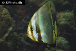 platax pinnatus platax pinnatus