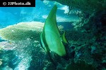 platax pinnatus platax pinnatus