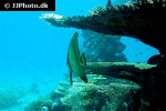 platax pinnatus platax pinnatus