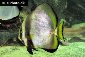 Batfish