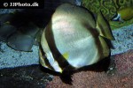 platax pinnatus platax pinnatus