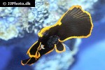 platax pinnatus platax pinnatus