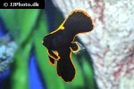 platax pinnatus platax pinnatus
