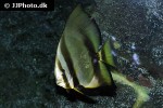 platax pinnatus platax pinnatus