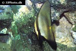 platax pinnatus platax pinnatus
