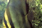 platax pinnatus platax pinnatus