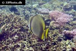 platax pinnatus platax pinnatus