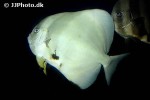 platax teira platax teira