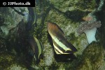 platax teira platax teira