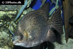 scatophagus argus scatophagus argus