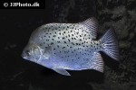 scatophagus argus scatophagus argus